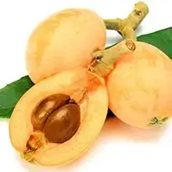 Loquat