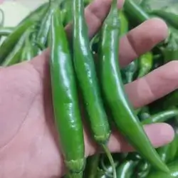 Little Hot Pepper