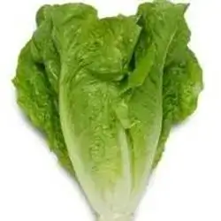 Lettuce