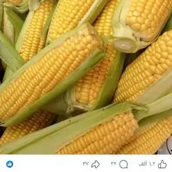 Corn