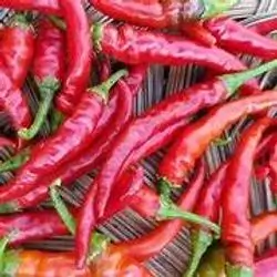 Hot Pepper 
