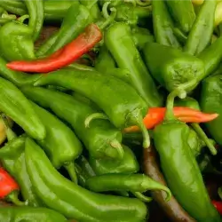 Hanging Sweet Pepper