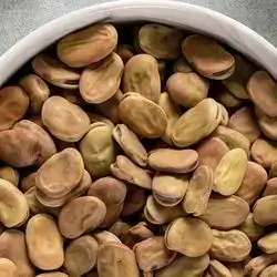 Fava Bean