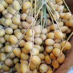 dates
