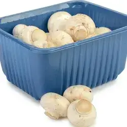 Box Mushroom 