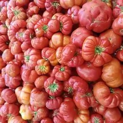 Golden Tomatoes