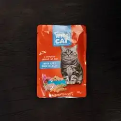 Wise cat