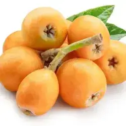 Loquat