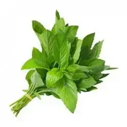 Mint
