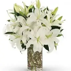 White Lily Flowers