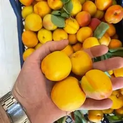 African apricot