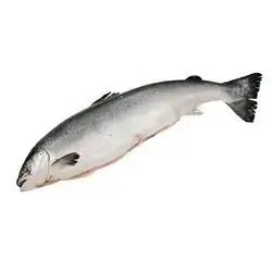 Fresh Salmon 5.6 By Kg