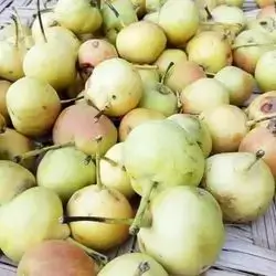 Nectarine