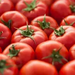 Tomato