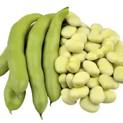 Fava Bean