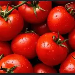 Tomato