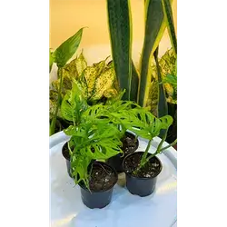 Monstera (Small)