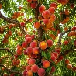 Peach