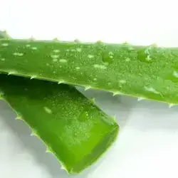 Aloevera