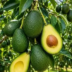 Lebanese avocados