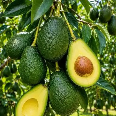 Lebanese avocados
