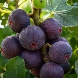 fig