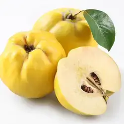 quince fruit