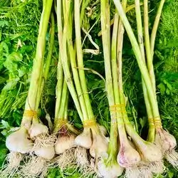 Green Garlic