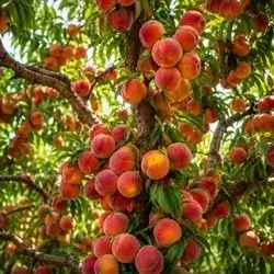 Local Peach
