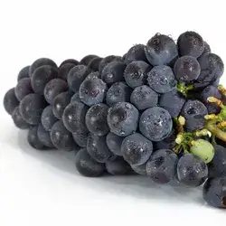 Northern Black Grape 