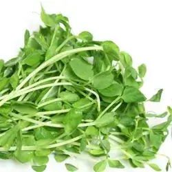 Garden Cress