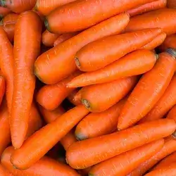 Carrot
