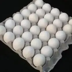Egg