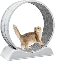 Cat Running Wheel
