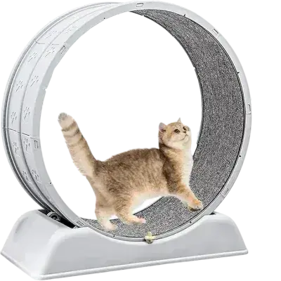 Cat Running Wheel