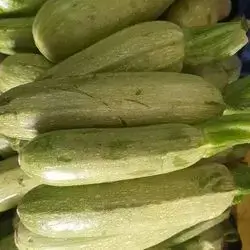 Zucchini 