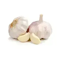 سیر