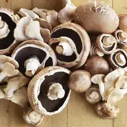 Mushroom