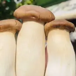 Pleurotus eryngii
Article Talk