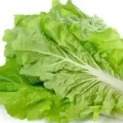 Lettuce