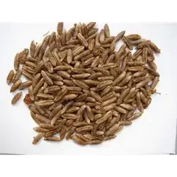 Date Seed