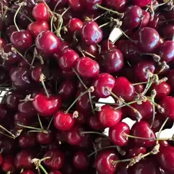 Cherry 