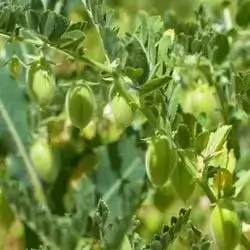 Chickpeas