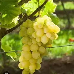 Grape