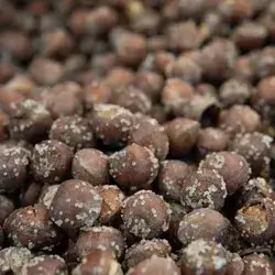 Hazelnuts Shell