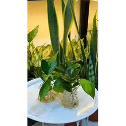 Glass Vase with Crystal Balls and Plant