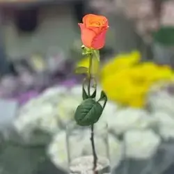 Rose Flower