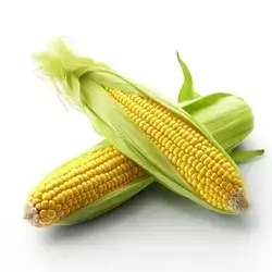 Corn