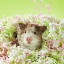 E919 Hamster Paper Cotton