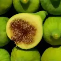 Fig